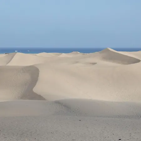 Lirio Blanco De Dunas Canarias Playa del Inglés