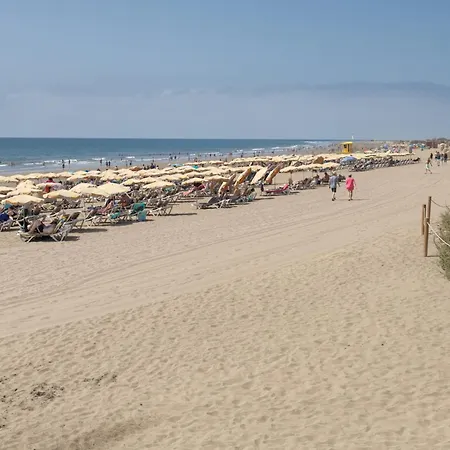Lirio Blanco De Dunas Canarias * Playa del Inglés